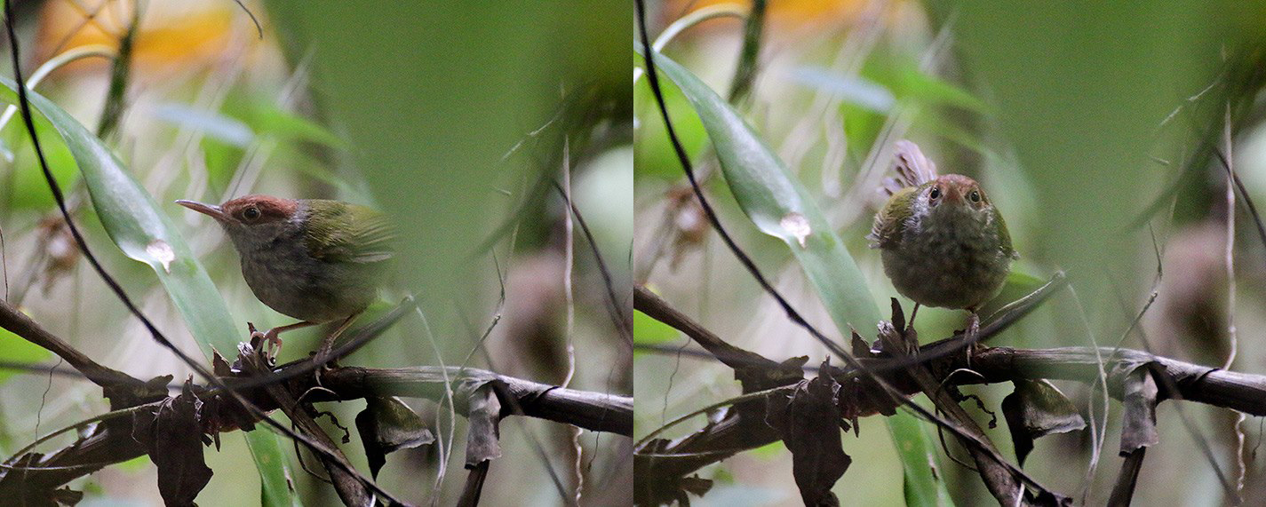 Birds of Quezon City