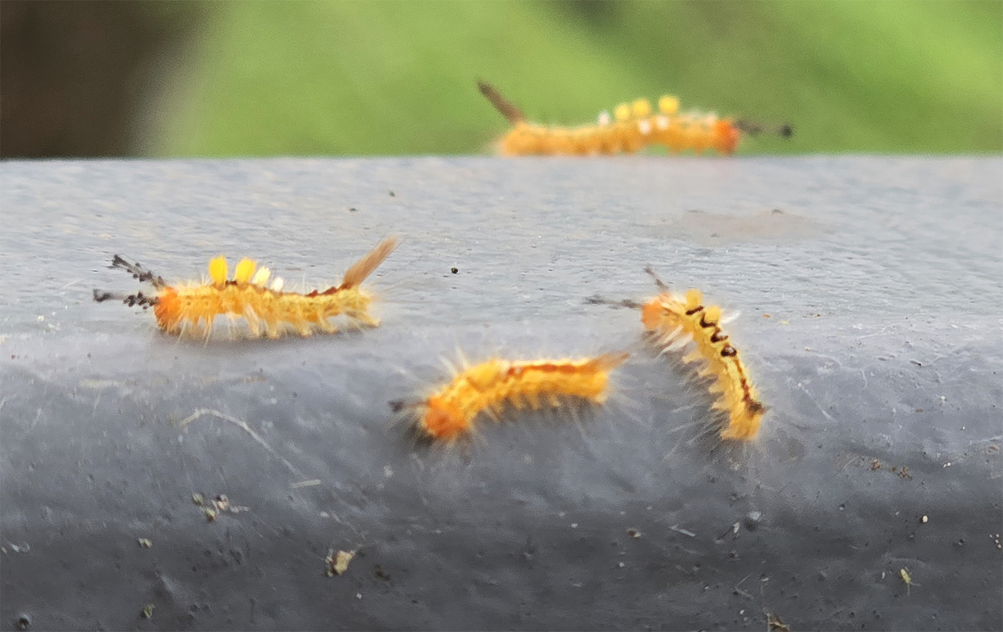 These adorable caterpillars are having a fun day out