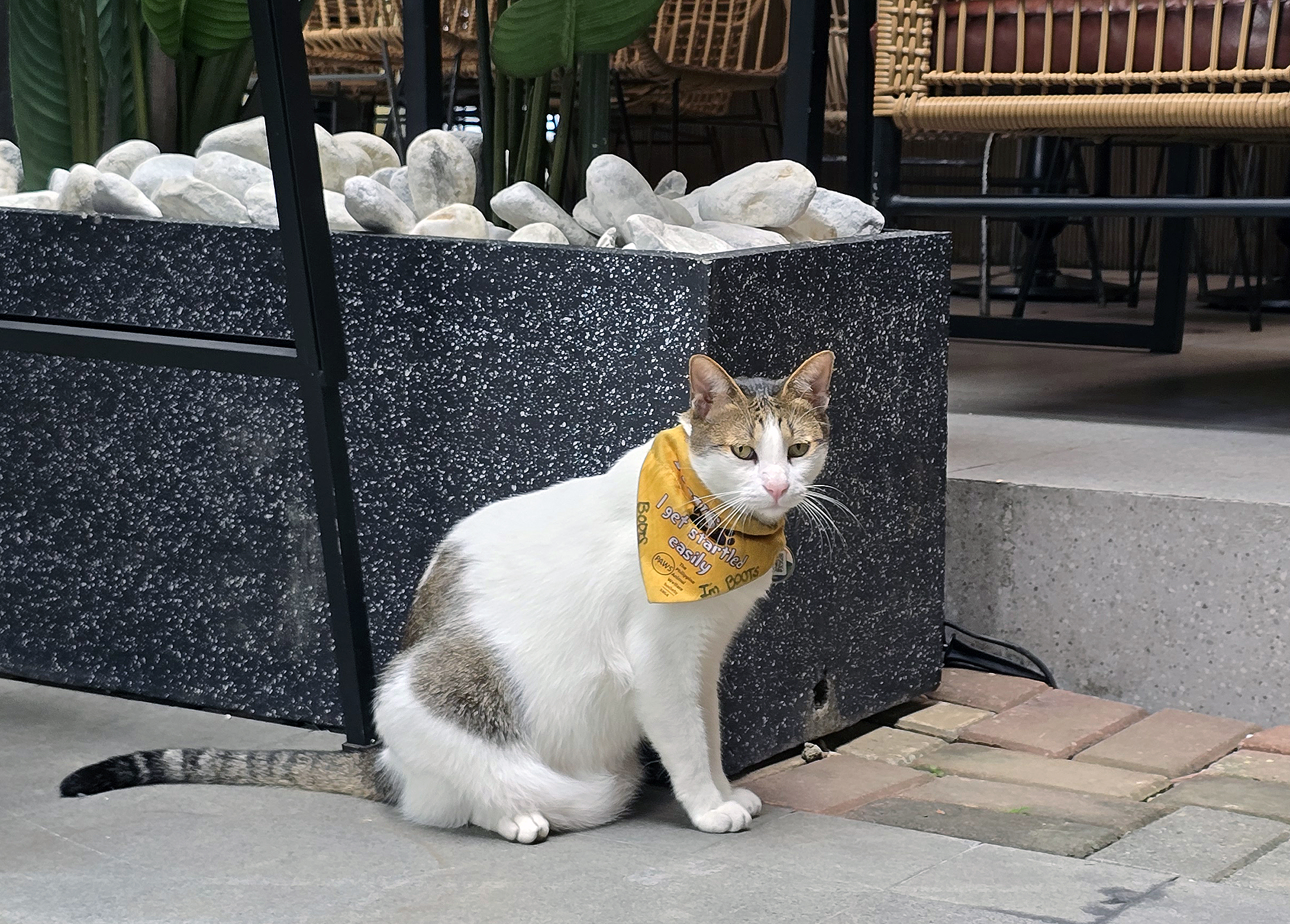 Just saying hello to a cat at Vertis North